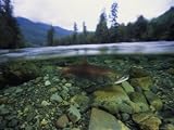 Salmon Underwater, Clayoquot Sound, Vancouver Island National Geographic Collection Photographic Poster Print by Joel Sartore, 40x30