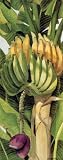 Penny Gupton (Bananas) Art Poster Print - 8 X 20