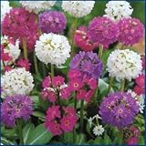 Amazon / Hirts; Perennials; Shade: Ronsdorf Mix Primrose Perennial - 4 Plants - Primula