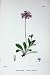 Birds-Eye Primrose Botany Plants C1902 Primula Flowers