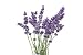 Lavender - 24
