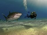 A female diver swims with tiger sharks and a remora Photographic Poster Print by Brian J. Skerry, 42x56
