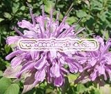 BERGAMOT WILD Monarda Fistulosa --- 500 Herb Seeds