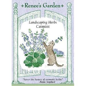 Catmint Seeds by 