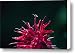 Lobelia and Fly Canvas Print / Canvas Art - Artist Douglas Barnett
