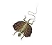 Red Flying Lizard Preserved Specimen | 1 piece