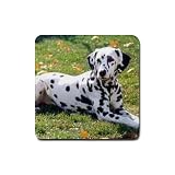 Dalmatian Rubber Square Coaster (4 pack)