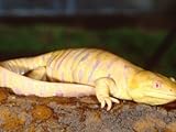 Albino Tiger Salamander Premium Photographic Poster Print by David Northcott, 30x40
