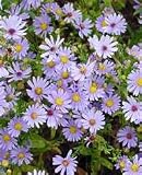 Aster- Sky Blue- 50 Seeds