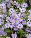 Aster- Sky Blue- 50 Seeds