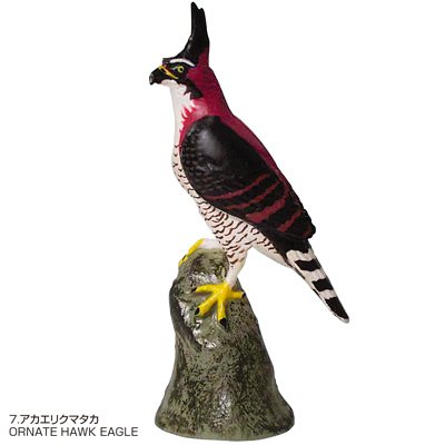 Cover image : 立体図鑑リアルフィギュアボックス ラプター (猛禽類 ワシタカ類)