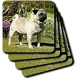 Dogs Pug - Fawn Pug - Coasters