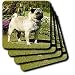Dogs Pug - Fawn Pug - Coasters