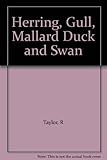 Herring gull, mallard duck and swan