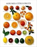 Kunstdruck Poster: Atelier Nouvelles Images "Zitrusfrüchte" 24 x 30