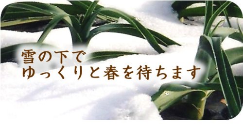 長野産 無農薬栽培 無臭ニンニク 粉末 10個セット 1200g/約2400日分