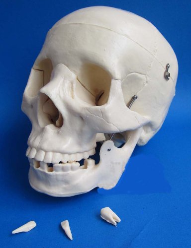 头盖骨模型 実物大 头部ガイコツ 人体模型 学校