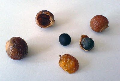 15 Sapindus Mukorossi Soap Nut Soapberry Seeds