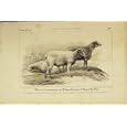 RACE SOUTH-DOWN SHEEP 1852 FRENCH LITHOGRAPH OLD PRINT