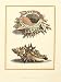 Antiquarian Shells II - Filippo Buonanni Art Print Poster 18 x 24