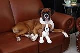 Boxer - 24