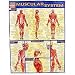 Muscular System Study Chart