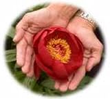 Everything You Ever Wanted to Know About Holistic Healing But Didnt Know Who to Ask!
