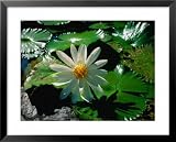 Detail of Water Lily, Indonesia Photography Framed Art Poster Print by Nicholas Reuss, 31x25