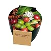 Premium-Pflanzset 'Kaffee'