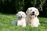 Wallmonkeys Peel and Stick Wall Decals - Golden Retriever Et Son Petit Couchés Dans L'herbe Verte - 48