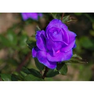 Purple Rose Rare Gorgeous color, Purple Roses, Rare color, 5 Seeds.