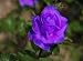 Purple Rose Rare!!! 5 Seeds !Great Color! Purple Rose Rare!!! 5 Seeds !Great Color!