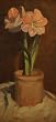 Pink Amaryllis