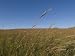 Big Bluestem Grass at Nine Mile Prairie Photographic Poster Print by Joel Sartore, 24x32