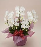 ミディ胡蝶蘭5本立 白【お誕生日・結婚お祝いのプレゼントに最適!】