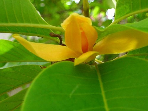 50 Seeds MICHELIA champaca Joy perfume tree Huang Yu Lan