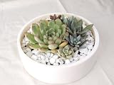 solxsol �����A�� Echeveria garden ��̃T�C�Y�F��180�~���s180�~����60(mm) 10900