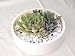 solxsol �����A�� Echeveria garden ��̃T�C�Y�F��180�~���s180�~����60(mm) 10900