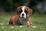 Cute Little Puppy Boxer on the Lawn - 60