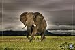 (24x36) African Majesty, Save Our Planet (Elephant) Art Poster Print