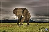 (24x36) African Majesty, Save Our Planet (Elephant) Art Poster Print