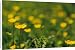 Canvas Prints of Buttercup meadow from ClownFish Photo