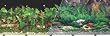 Double Sided Tropical Fresh Aquarium Background, 19" x 50"