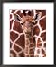 A Three Week Old Baby Giraffe at Whipsnade Wild Animal Park Pictured in Front of Its Mother Framed Art Poster Print by Mirrorpix, 18x22