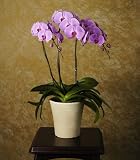 �Ӓ���3�{���@�s���N�@�y�ړ]�E�A�A�C�E��ꥊJ�@���j���ɂ͍œK�I�z