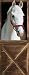 (34x79) Sebastian Horse Giant Door Poster Art Print