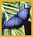 Common Morpho Butterfly Bookmark Image