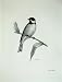 1908 Reed Bunting Emberiza Schoeniclus Male Bird