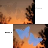 Maple Leaf Decal Envelope