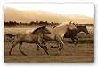 Horse Trio by Robert Dawson 24"x36" Art Print Poster